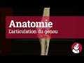 L'articulation du genou