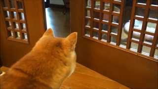 猫のドア閉め遊びを見学する柴犬たち Shiba Inu looking at the play of cat