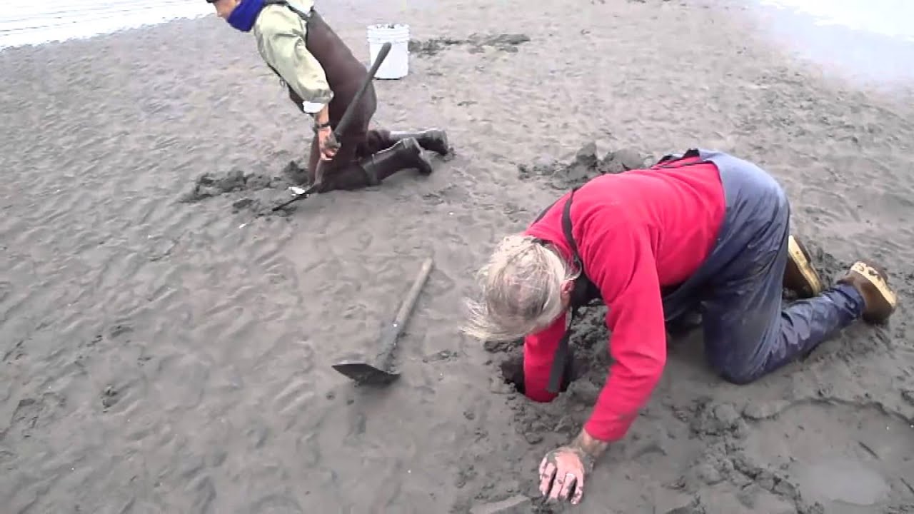 Digging Clams in Cook Inlet, Alaska YouTube