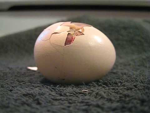 chicken egg hatching 30X speed - YouTube