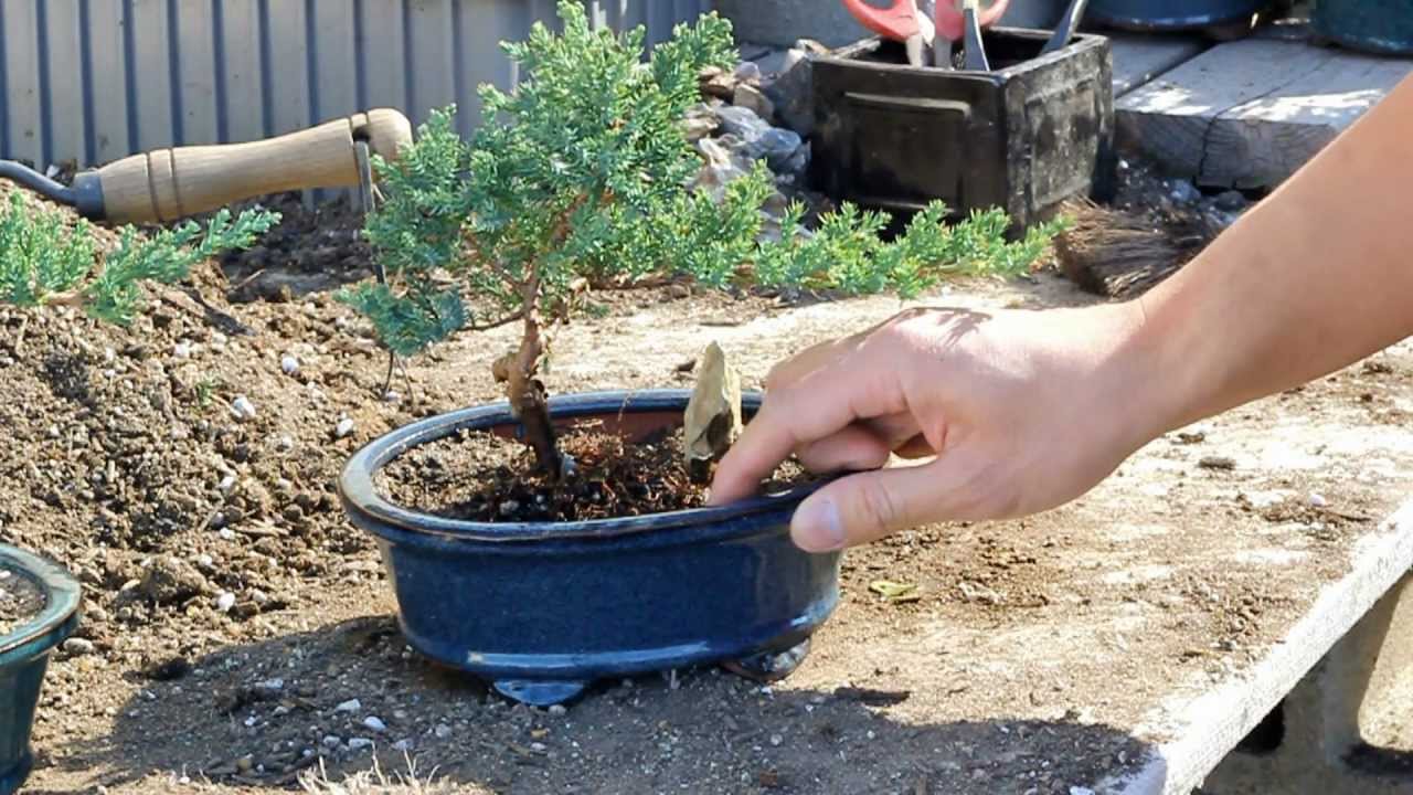 Bonsai Basics Watering your Bonsai Tree YouTube