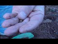 California Gold Nugget Hunting with metal dectector.