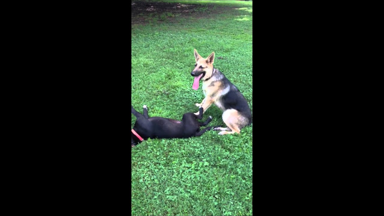 German Shepherd vs. Pit Bull - YouTube German Shepherd vs. Pit Bull - YouTube