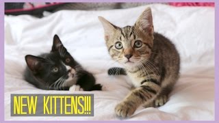 NEW KITTENS! | Sprinkle of Glitter