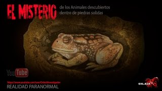 El Misterio de Los animales encontrados dentro de piedras @OxlackCastro