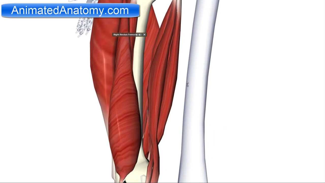 Muscles of the Thigh Part 2 - Posterior Compartment/Hamstring Anatomy