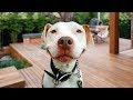Funny Pitbull Compilation NEW Funny Pitbull Compilation NEW
