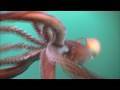 The Fierce Humboldt Squid - Kqed Quest - Youtube