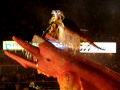 Festival amazonien :Le séducteur des eaux : le dauphin rose d'Amazonie le Boto