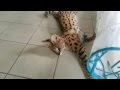 Savannah Cat TV - Young Serval cat playing with a tube