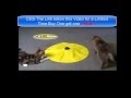 Get Cats meow As Seen on Tv | A Cats Meow Toy Cats will LOVE