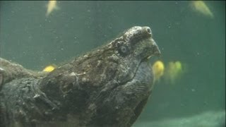 Allemagne: un garçon de huit ans attaqué par une tortue alligator - 14/08