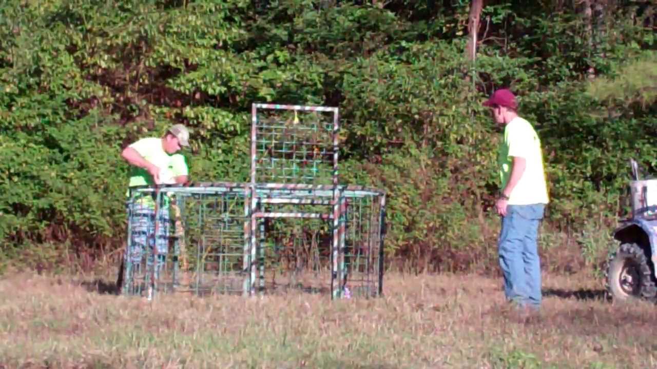 How to trap wild hogs using the fastest, safest, easiest and most