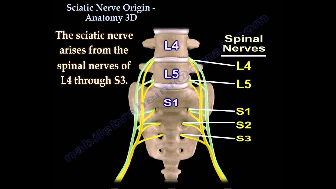 Sciatic Nerve , Anatomy , 3D animation - Everything You Need To Know