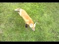 My pet fox