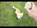 My pet fox