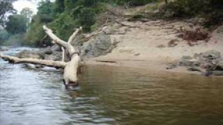 PANCING KELAH KUALA KOH.......