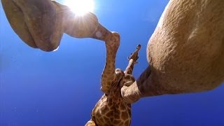 GoPro: Giraffe Kick