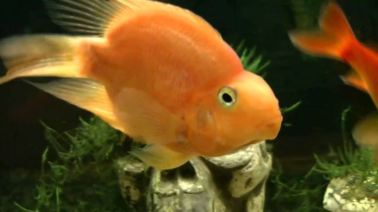 Big Parrot fish - YouTube