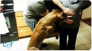 Dog Protects His Pregnant Owner