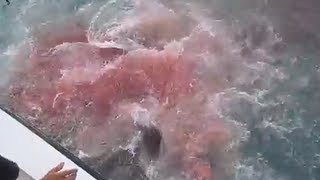 Un pêcheur se fait voler un gros poisson par 2 requins.