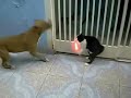 The Cat Unleashed