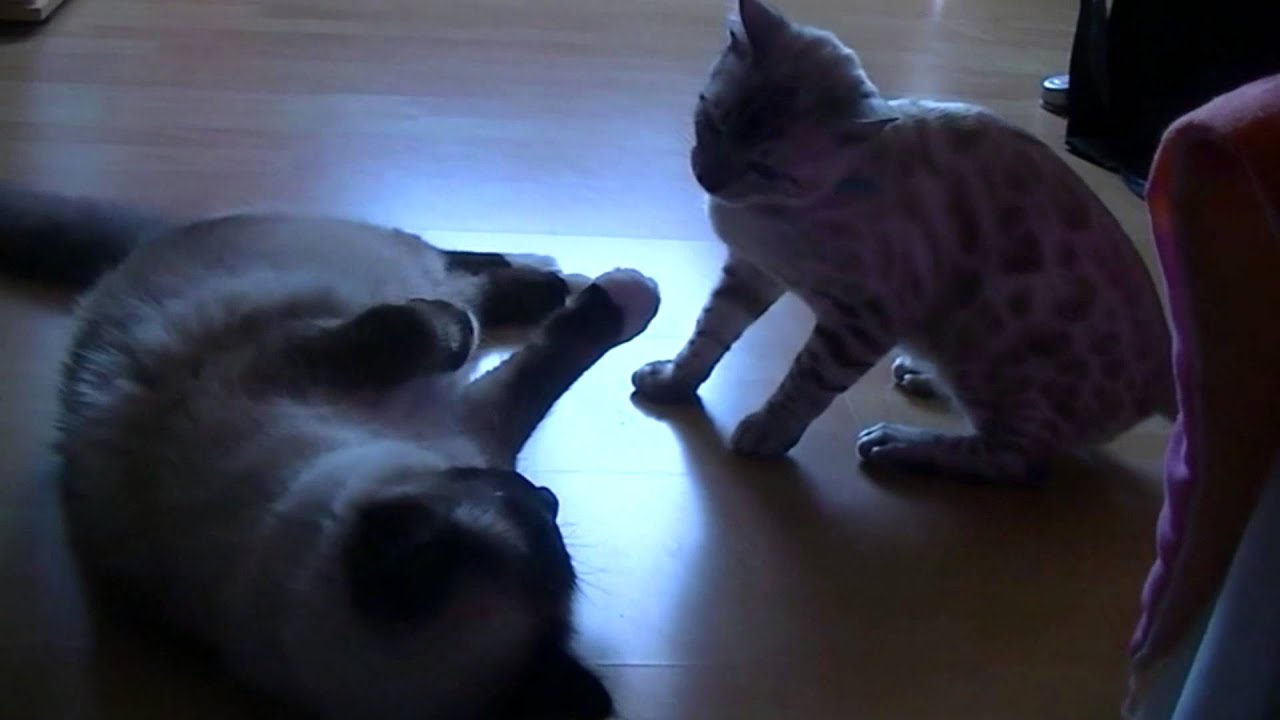 Crazy cats - Silver & Isidor - YouTube