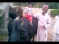 my son m safiullah on bafelow
