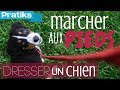 Comment apprendre à votre chien à marcher au pied