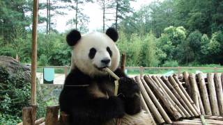 yingying816: Si Jia eats bamboo shoot.