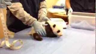 Giant Panda Cub is Almost Eight Weeks Old