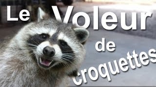 Le voleur de croquettes