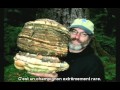 Paul Stamets : des champignons pour sauver le monde