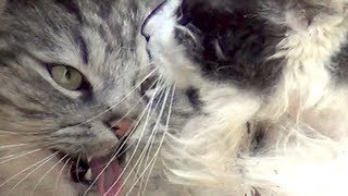 ♥ Two Angry Cats Talking to Each Other Like Humans ♥ Really Very Funny Video