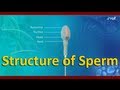 Structure of Sperm