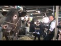 BAZADAISE SIA 2014