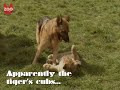 Tiger Makes Friends With Dog