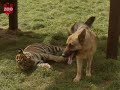 Tiger Makes Friends With Dog