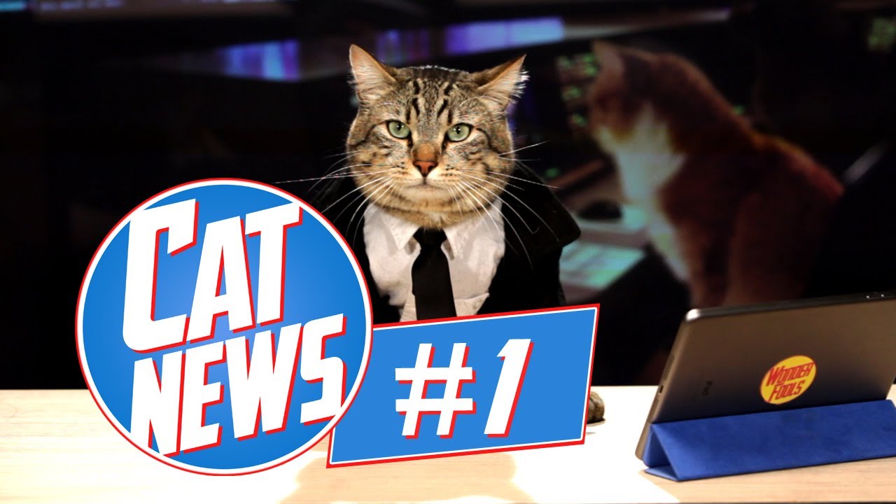 Cat News 1 YouTube