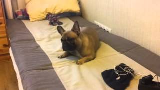 French bulldog Alice. Reaction.