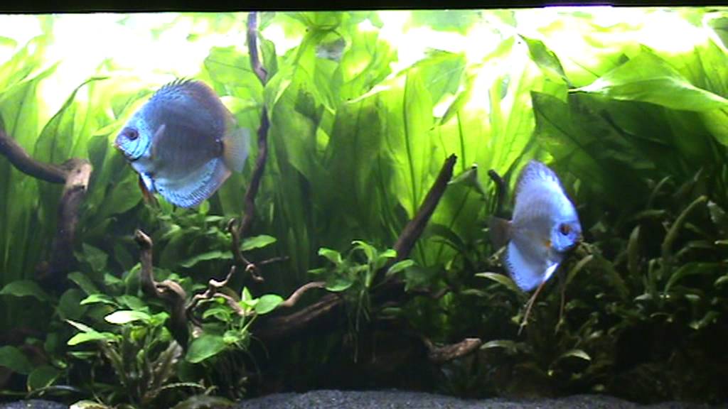 piante galleggianti acquario discus: piante per acquario d acqua ... - Piante Galleggianti Acquario Chiuso piante galleggianti acquario discus: piante per acquario d acqua ... - Piante Galleggianti Acquario Chiuso