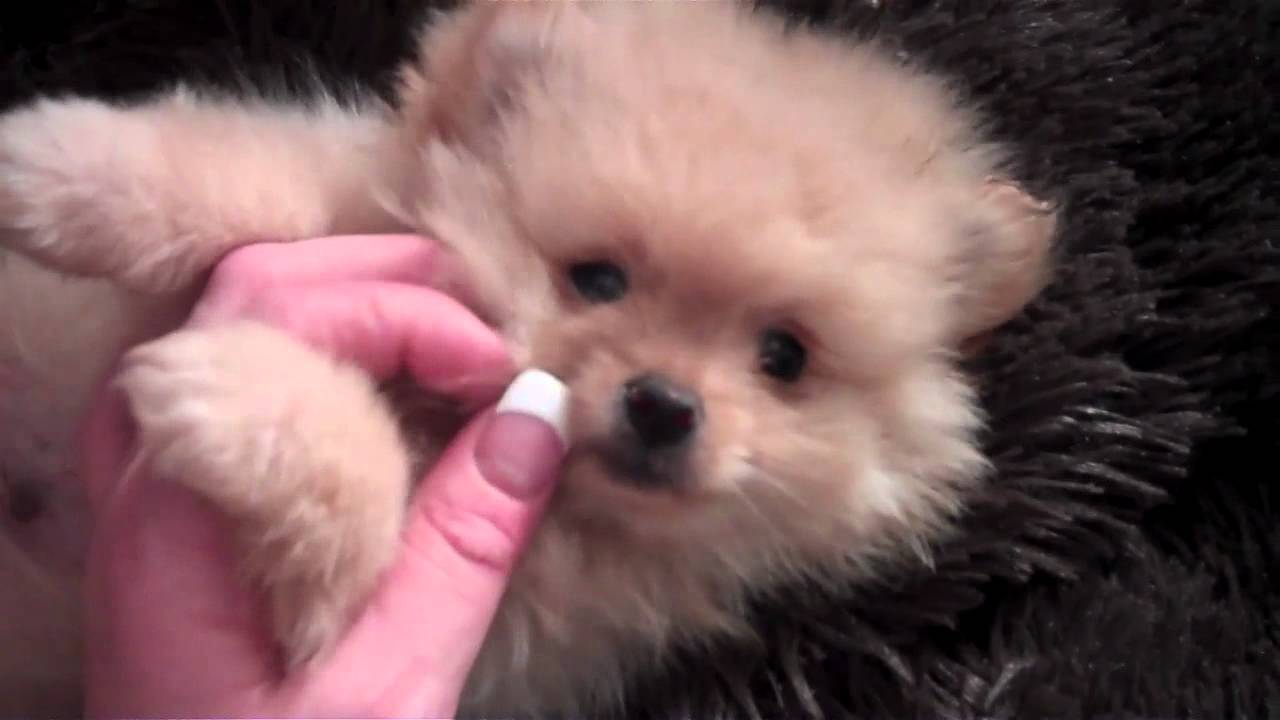 jiggy pomeranian teddy pomeranian giggy jiggy named boo creme puff is avaialble www jiggy pomeranian teddy pomeranian giggy jiggy named boo creme puff is avaialble www