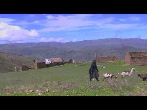 Pasturing goats in the Andes (Viñac, Peru)