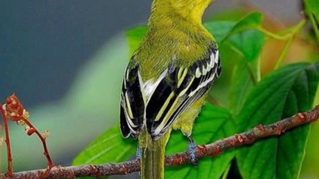 Suara Burung Kunyit Mp3 Suara Burung Kunyit Mp3