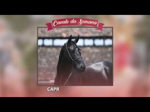 CAVALO DA SEMANA - CAPRICHO DO CÍRCULO D - MANGALARGA MARCHADOR