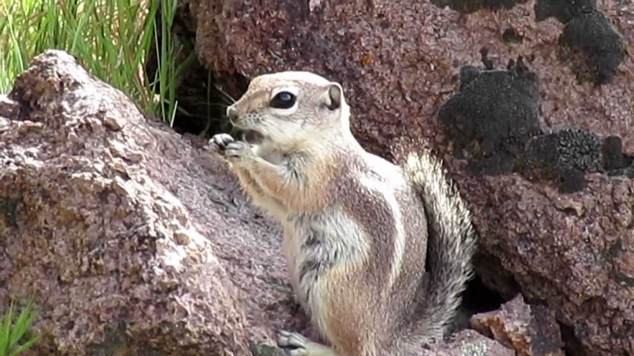 Cute tiny Squirrel of the Desert is not a Chipmunk [HD] - YouTube