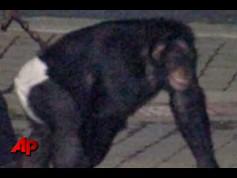 travis chimpanzee attack 2009