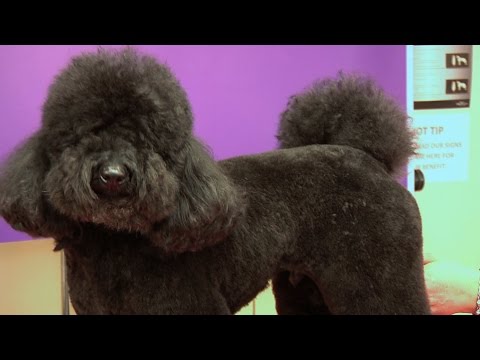 Miniature Poodle - Teddy Trim Grooming Guide - Pro Groomer