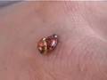 Ladybug Sex On My Hand - Youtube
