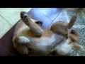 Iyokan Hime 2.flv